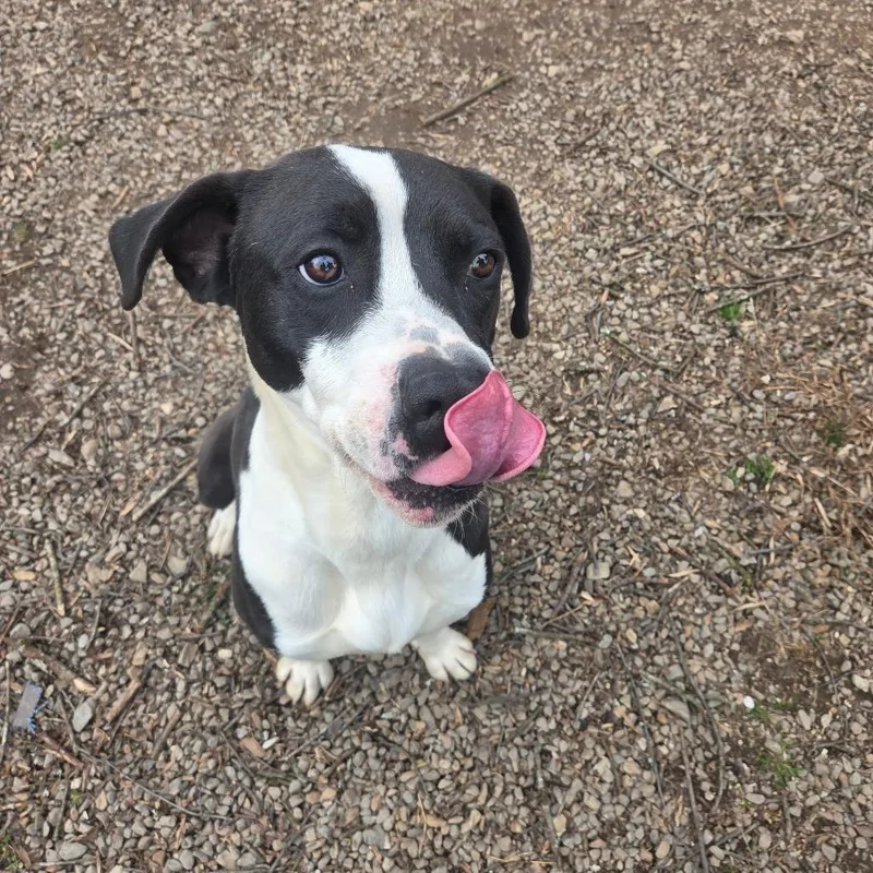 An adult medium-sized male Black Mixed Breed dog named Cherokee for adoption in Marble, NC