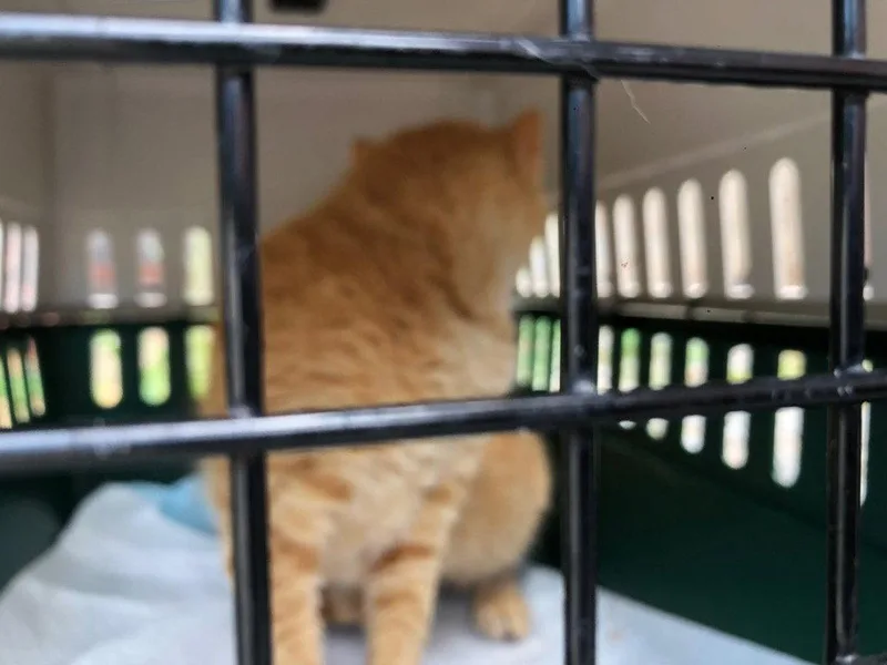 An adult medium-sized female Domestic Short Hair cat named Frenchie for adoption in Cromwell, KY