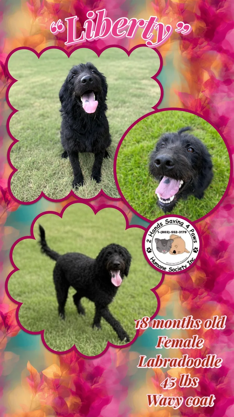 A young medium-sized female Black Labradoodle dog named Liberty for adoption in Thomson , GA