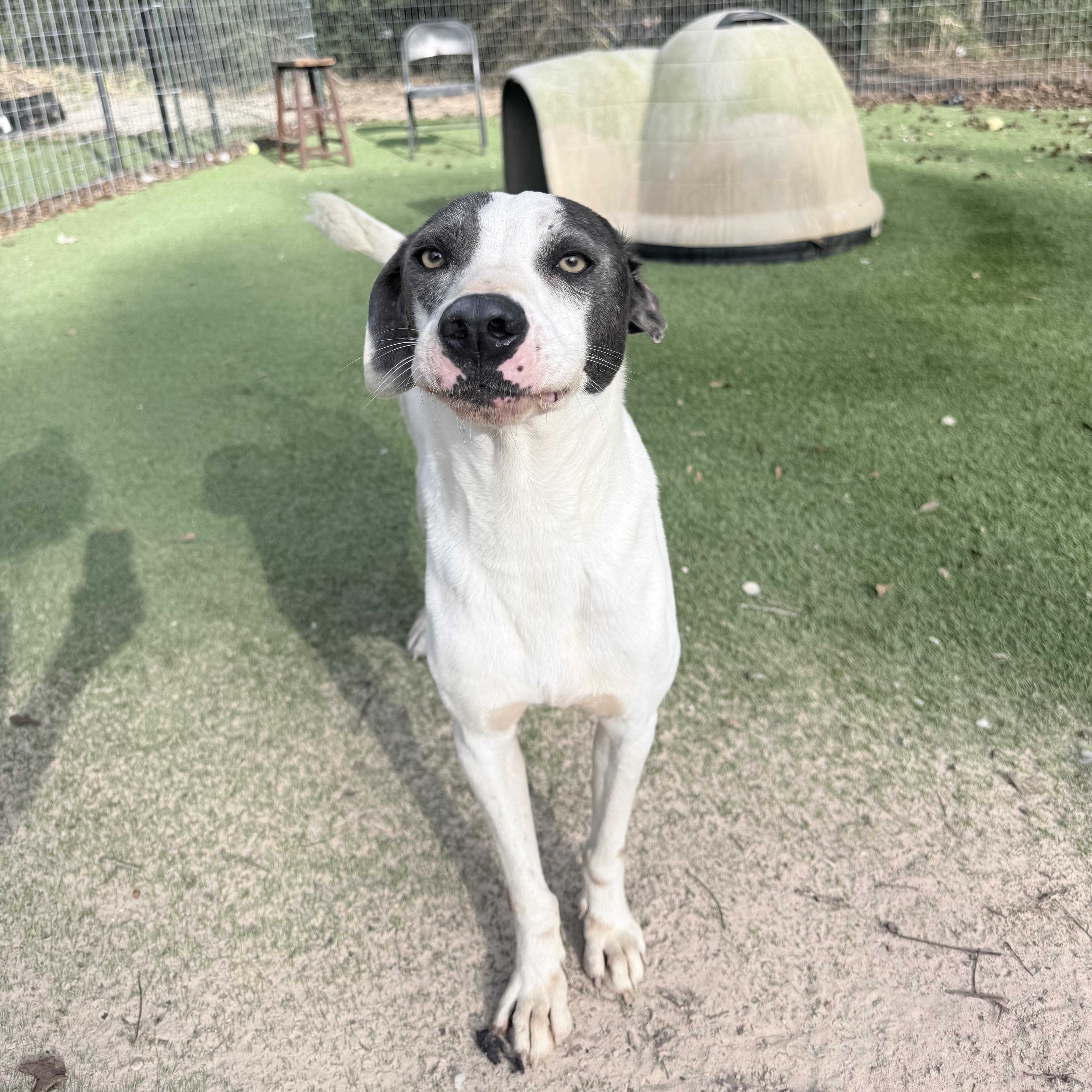 An adult large-sized male Labrador Retriever dog named Patches for adoption in Magnolia, TX