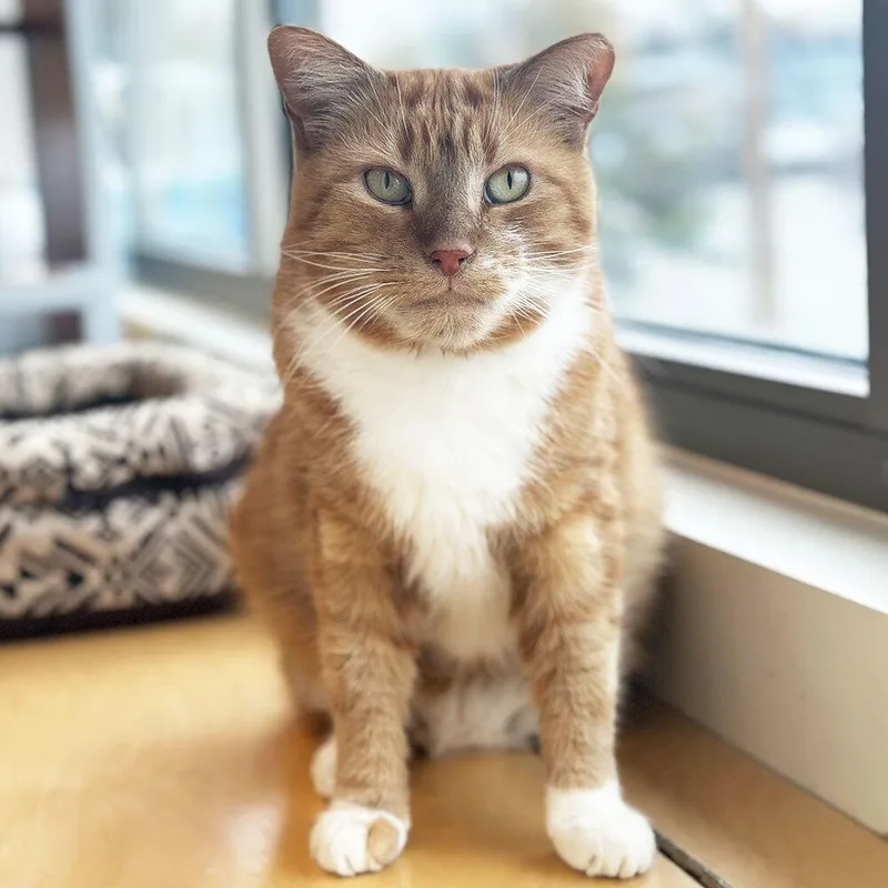 An adult small-sized male Domestic Short Hair cat named Allium for adoption in Port Washington, NY