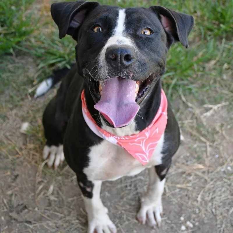 An adult medium-sized female Black Pit Bull Terrier dog named Pearl for adoption in Beaumont, TX