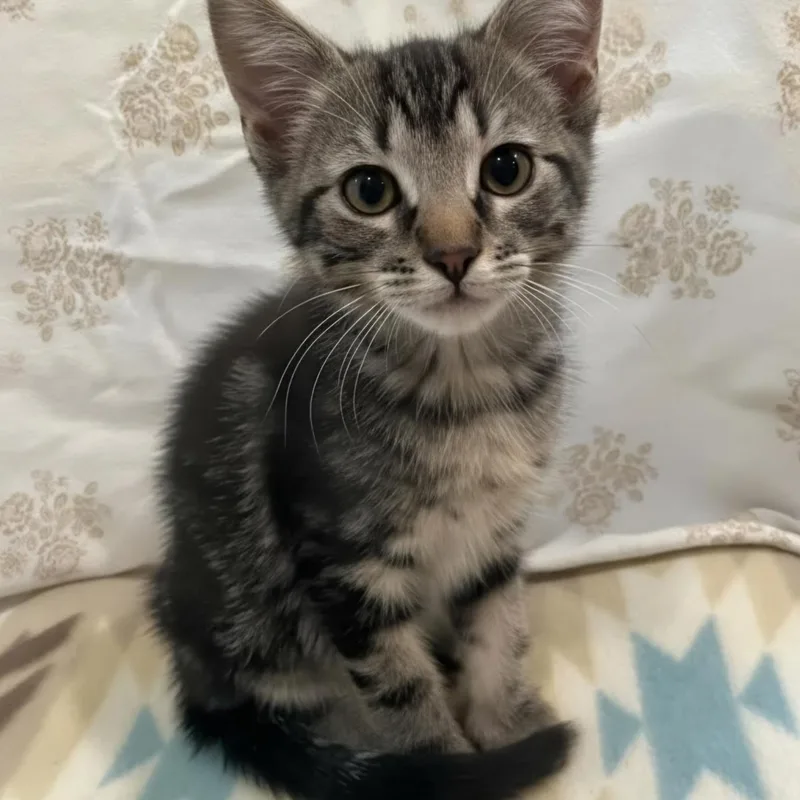 A baby medium-sized male Tabby (Brown / Chocolate) Domestic Short Hair cat named Ted Lasso for adoption in Warr Acres, OK