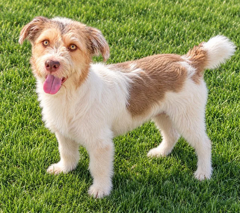 A young small-sized male White / Cream Jack Russell Terrier dog named Arthur for adoption in las vegas, NV