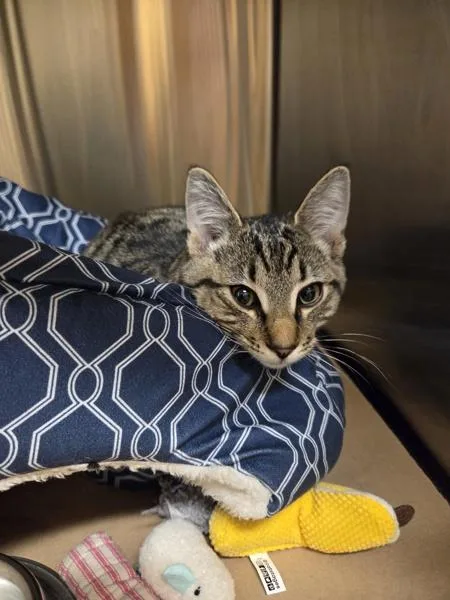A young small-sized male Domestic Short Hair cat named Hotdog for adoption in Kennewick, WA