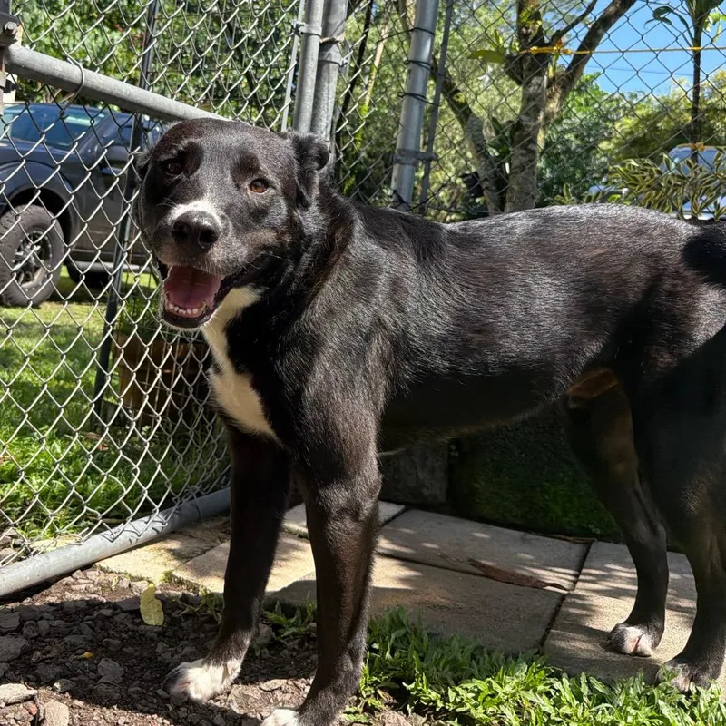 An adult large-sized male Mixed Breed dog named Kojo for adoption in Keaau, HI