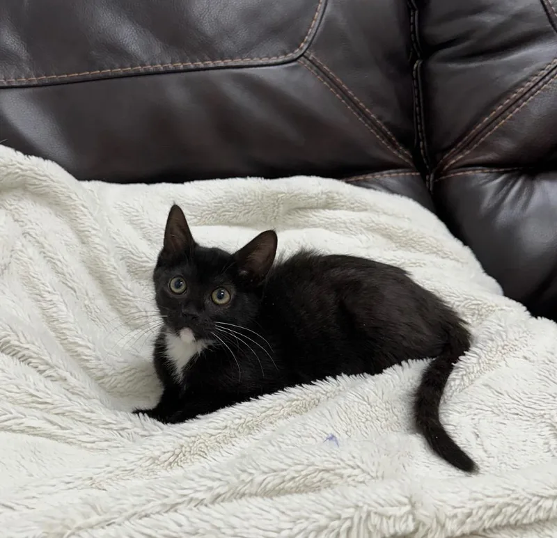 A baby small-sized female Domestic Short Hair cat named Yomari for adoption in Newberg, OR