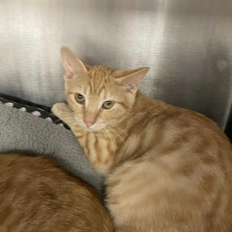 A baby small-sized female Orange / Red Domestic Short Hair cat named Fajita for adoption in Beaumont, TX