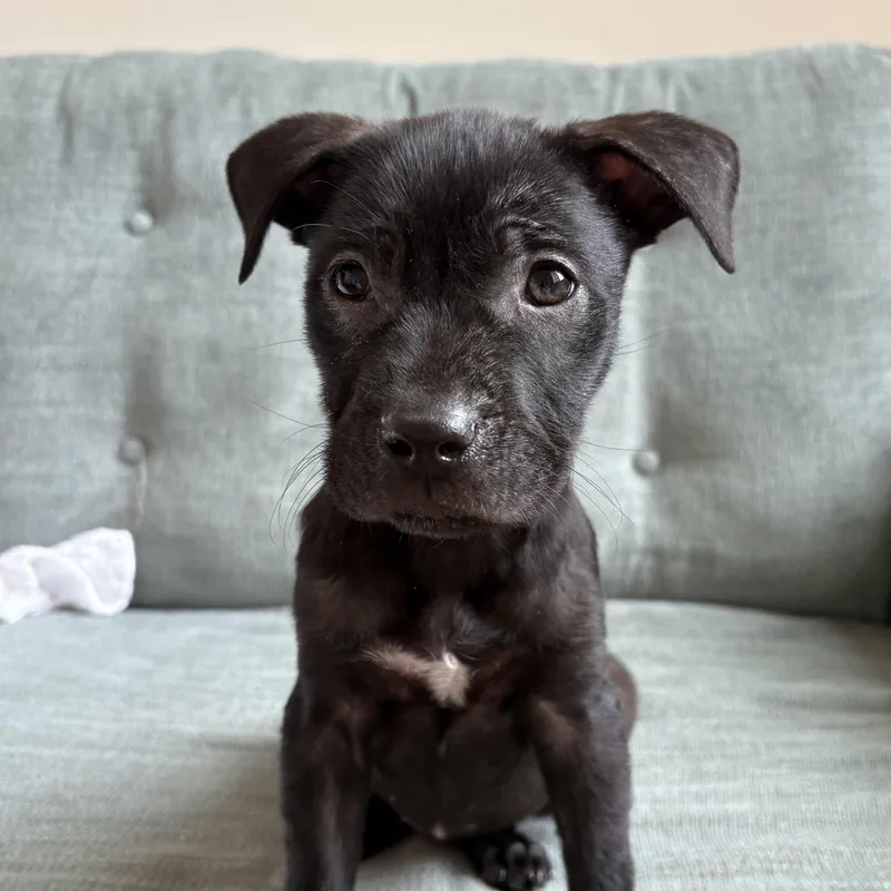 Division thumbnail 2