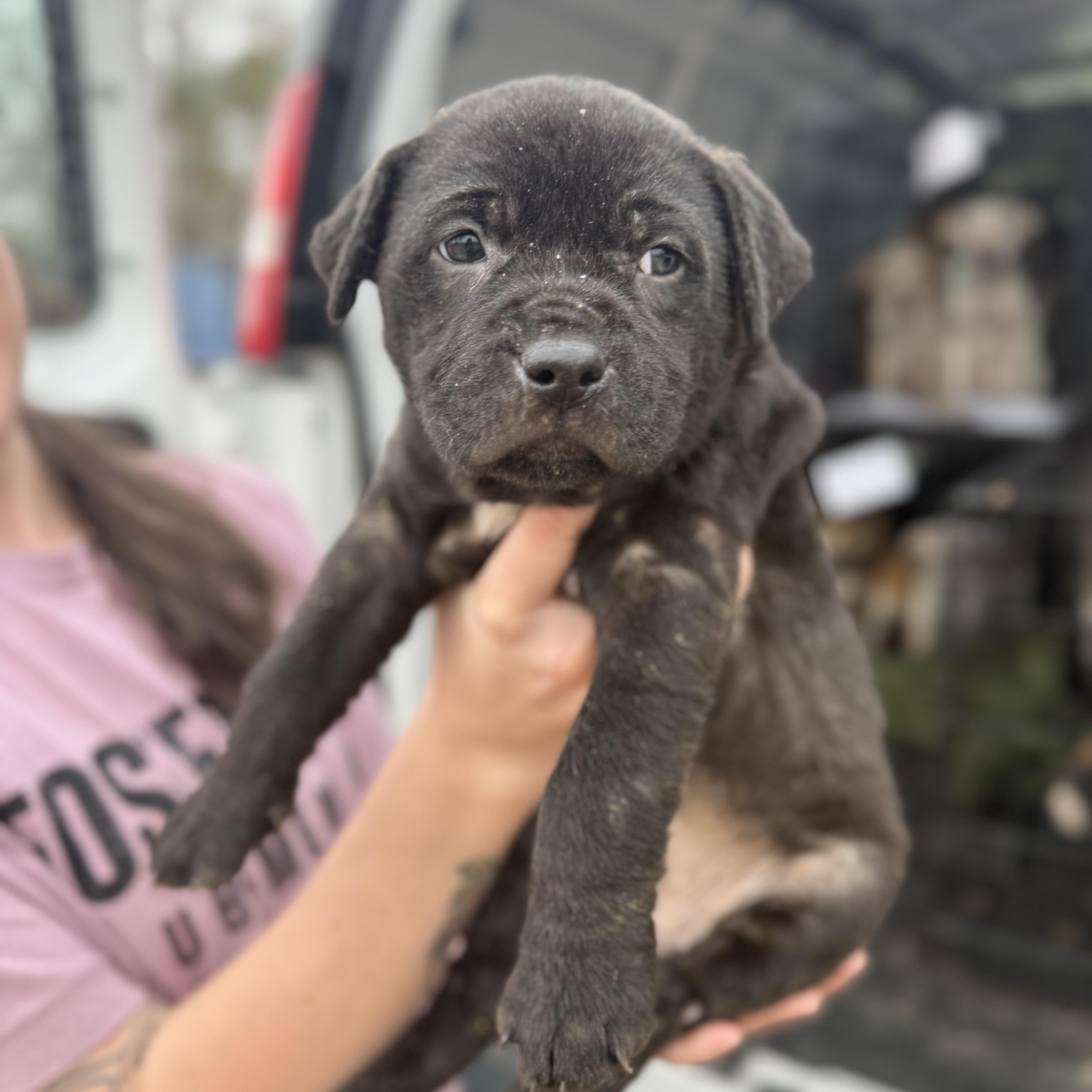 Division thumbnail 4