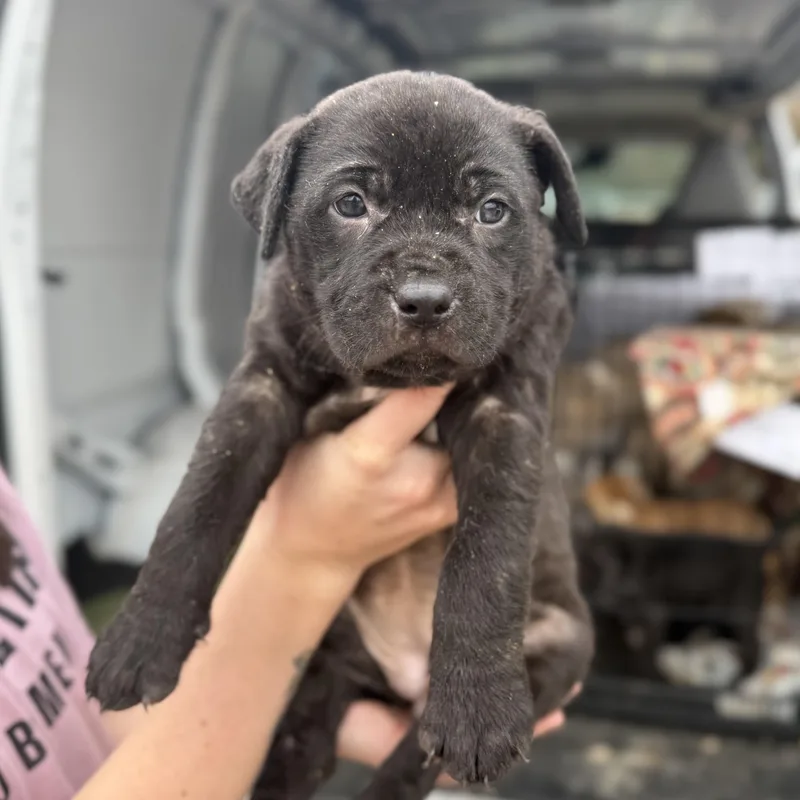 Division thumbnail 5