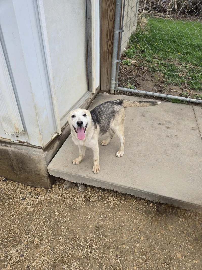 A young medium-sized female Husky dog named Copper for adoption in Maquoketa, IA