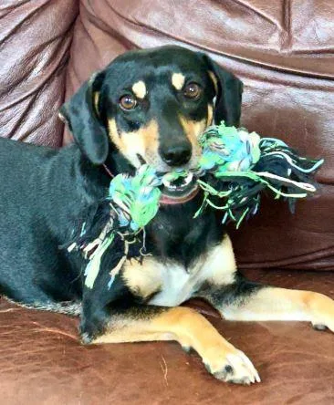An adult medium-sized female Hound dog named Amy Winehouse for adoption in Roswell, GA