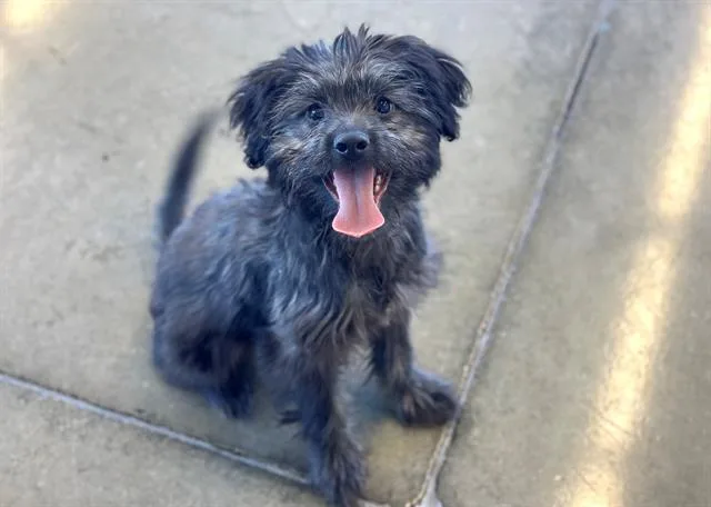 A baby small-sized male Poodle dog named Turbo for adoption in Santa Clara, CA