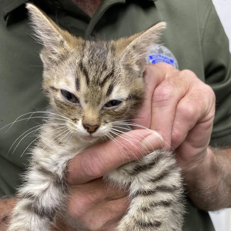 A baby small-sized male Brown / Chocolate Domestic Short Hair cat named Sardine for adoption in Houston, TX