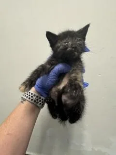 A baby small-sized female Domestic Short Hair cat named Mimi for adoption in Miami, FL