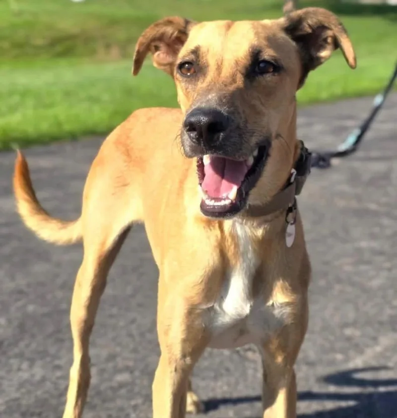 A young medium-sized male Labrador Retriever dog named Toshi for adoption in North Syracuse, NY