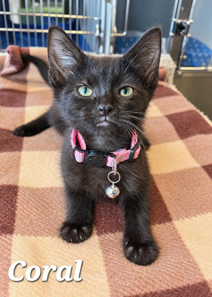 A baby small-sized female Domestic Short Hair cat named Coral for adoption in Sidney, OH