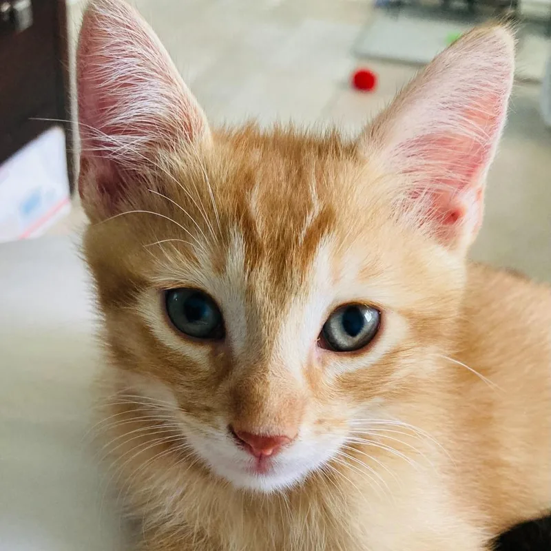A baby small-sized male Orange / Red Domestic Short Hair cat named Flynn for adoption in Riverside, CA