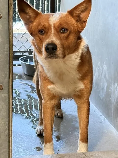 A young medium-sized male Australian Cattle Dog / Blue Heeler dog named Billy for adoption in San Bernardino, CA