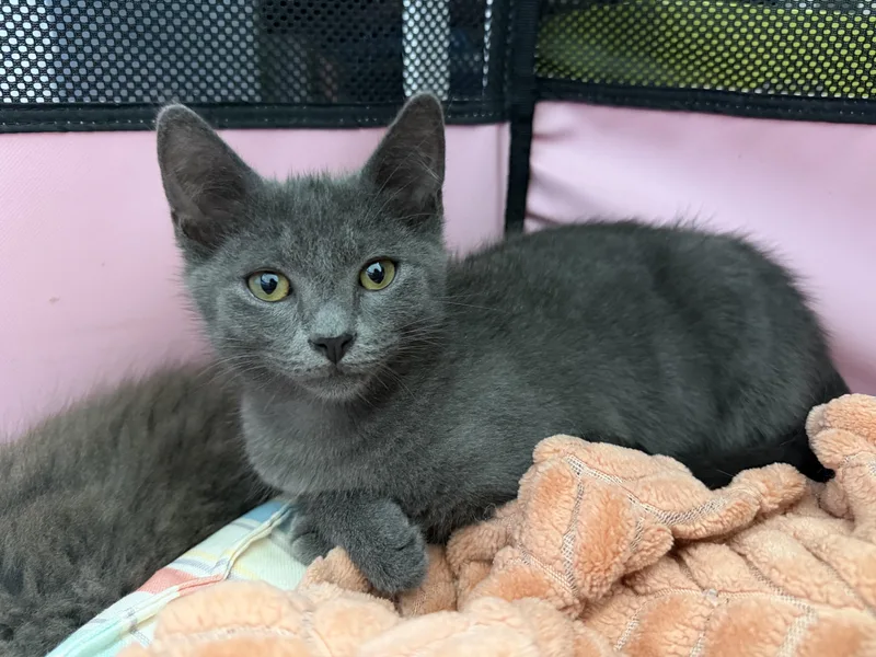 A baby medium-sized male Gray / Blue / Silver Domestic Medium Hair cat named Blin for adoption in Seymour, TN