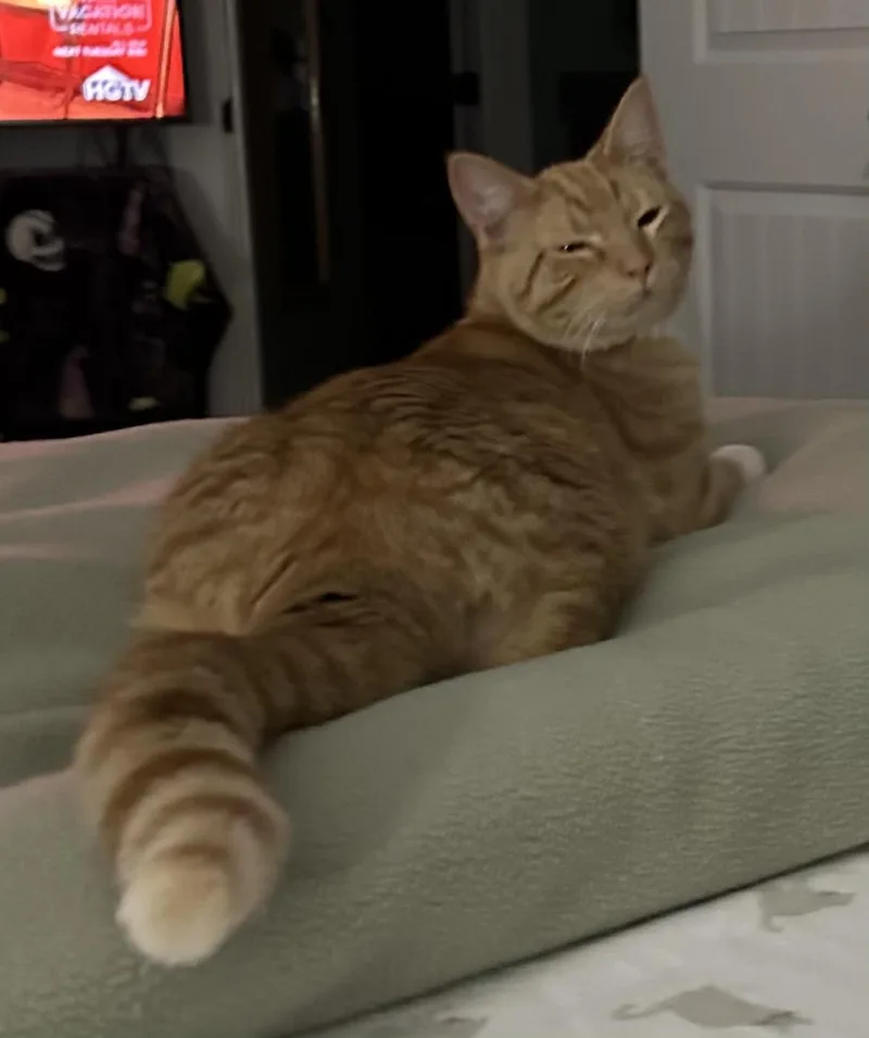 A young medium-sized male Orange & White Domestic Short Hair cat named Hobbes for adoption in Marion, NC