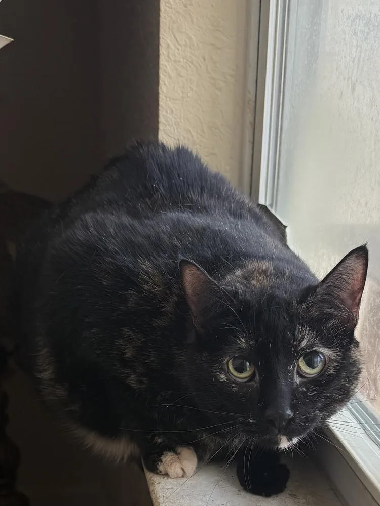 An adult medium-sized male Domestic Short Hair cat named Jake for adoption in Salisbury, NC