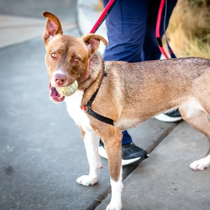 Cherry Pie thumbnail 2