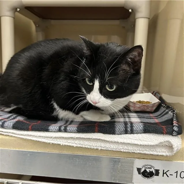 An adult medium-sized female Domestic Short Hair cat named Sassy for adoption in Lincolnton, NC