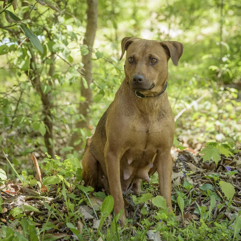 A young medium-sized female Red / Chestnut / Orange Hound dog named Azalea for adoption in Lambertville, NJ