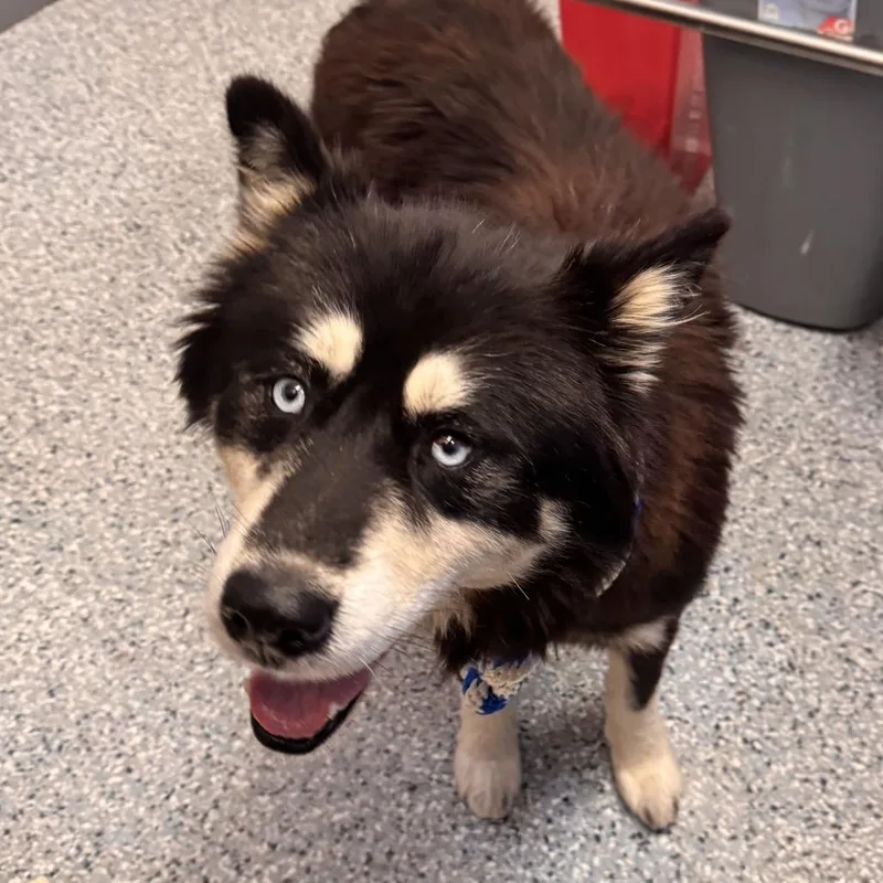 An adult medium-sized male Alaskan Malamute dog named Figgy for adoption in Dayton, OH