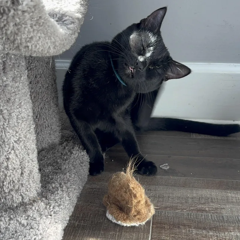 Mrs. Peacock thumbnail 2