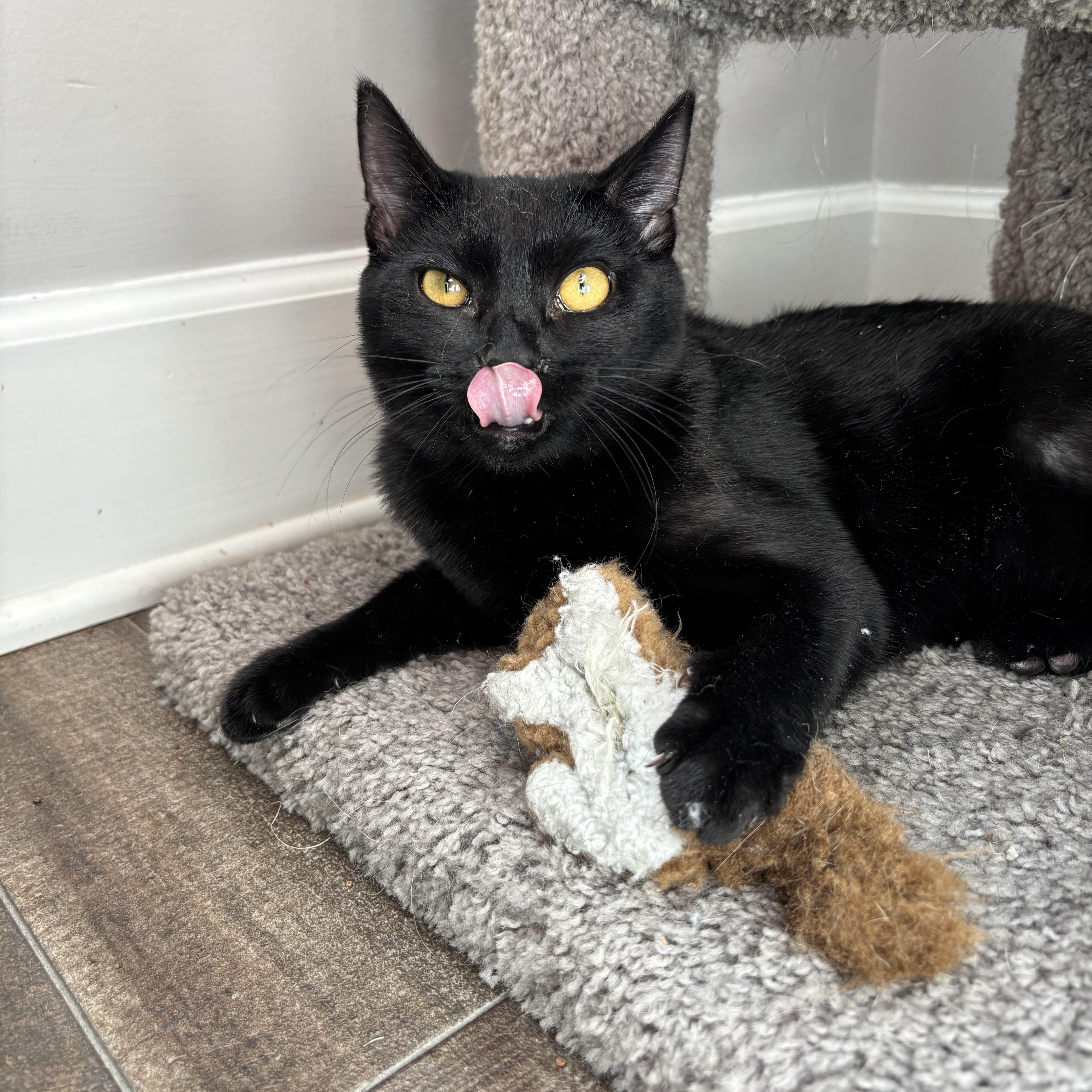 Mrs. Peacock thumbnail 3