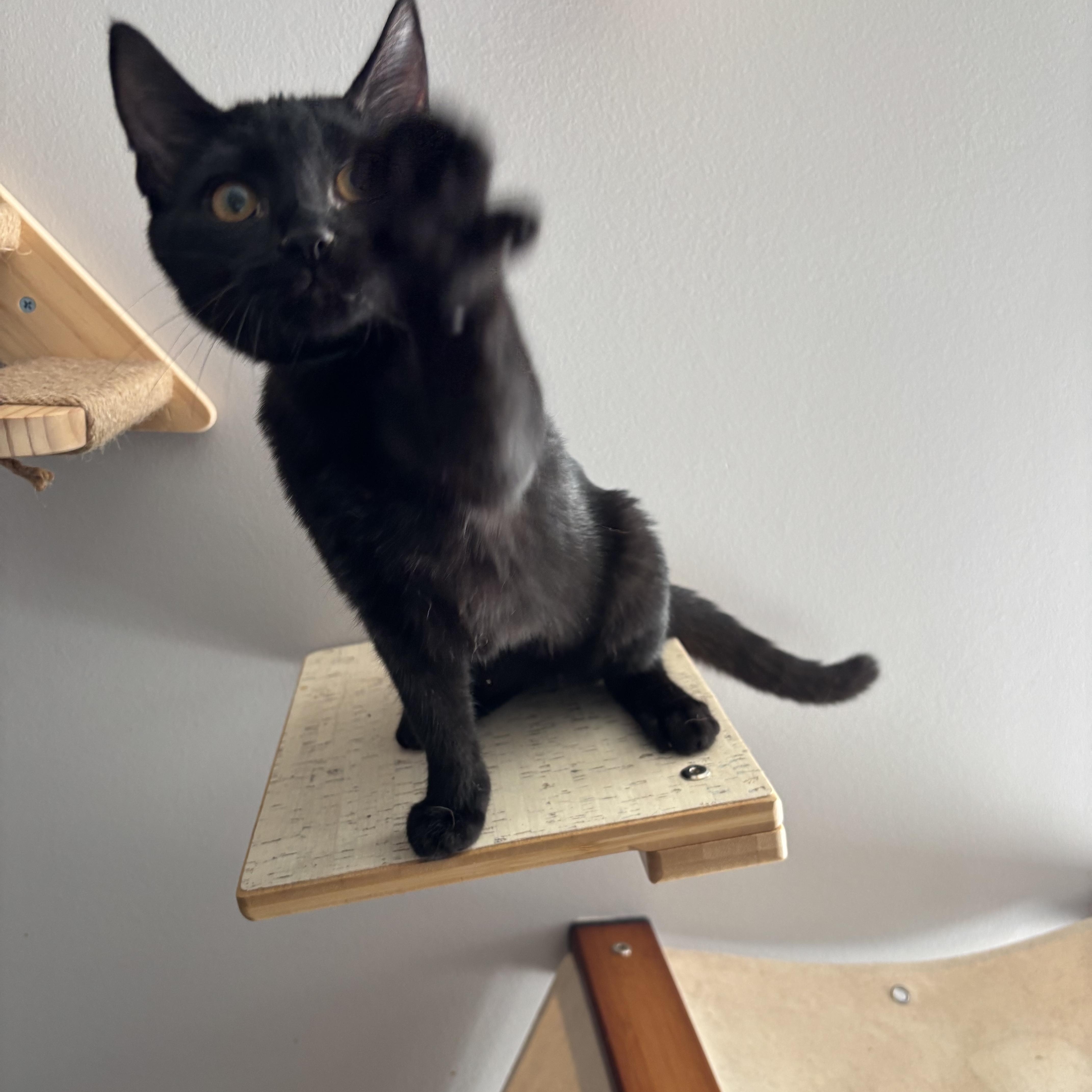 Mrs. Peacock thumbnail 4