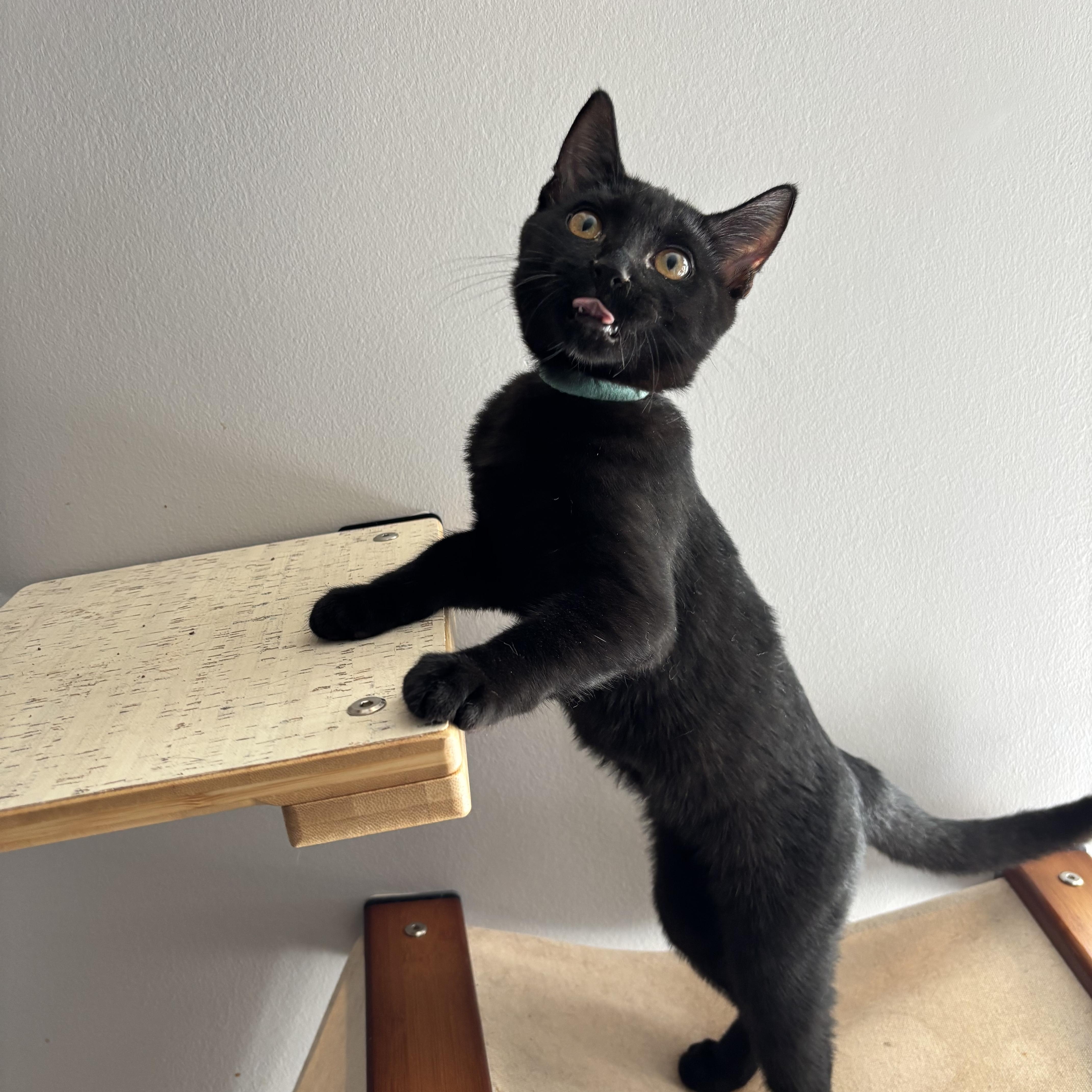 Mrs. Peacock thumbnail 5