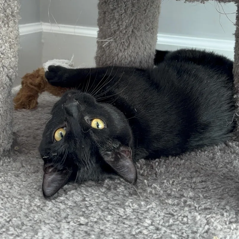 Mrs. Peacock thumbnail 6