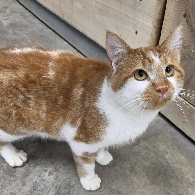 An adult medium-sized male Orange & White Domestic Short Hair cat named Baboon for adoption in Chilton, WI