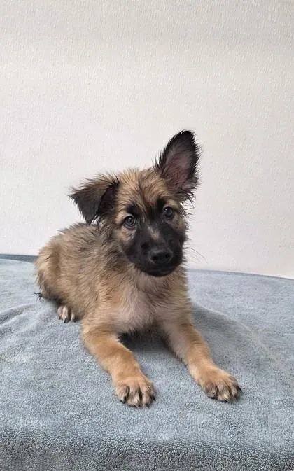 A young large-sized male Shepherd dog named Lionfish for adoption in Phoenix, AZ
