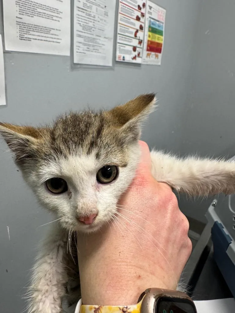 A baby medium-sized female Domestic Short Hair cat named Parking Lot Princess for adoption in Bloomington, IN