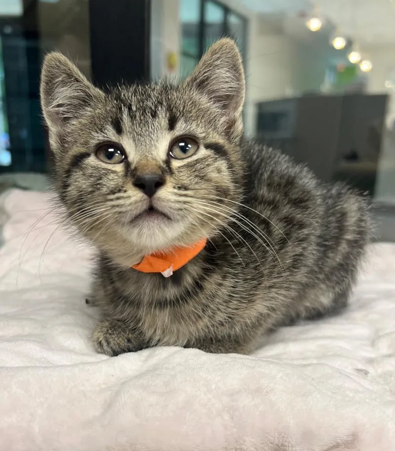 A baby medium-sized female Domestic Short Hair cat named Unity for adoption in Greeneville, TN