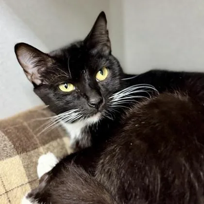 A young small-sized female Black Domestic Short Hair cat named Odyssey for adoption in Atlanta, GA
