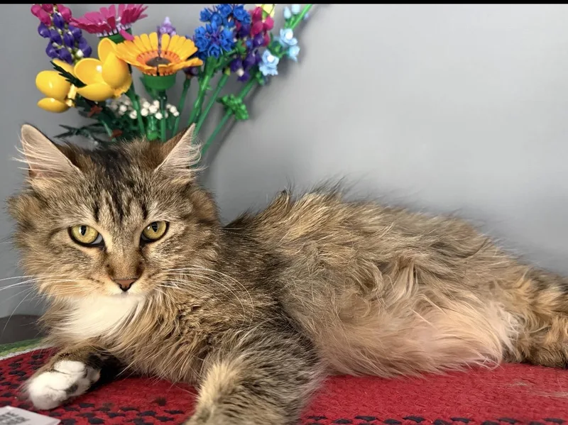 A young medium-sized female Tabby (Buff / Tan / Fawn) Domestic Short Hair cat named Joy for adoption in Rochester Hills, MI