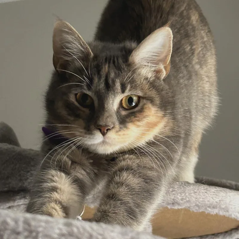 An adult medium-sized female Gray / Blue / Silver Domestic Short Hair cat named Sophie for adoption in Chapel Hill, NC