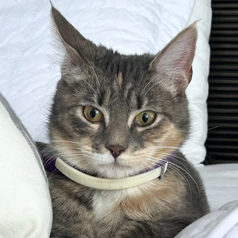 Sophie thumbnail 5
