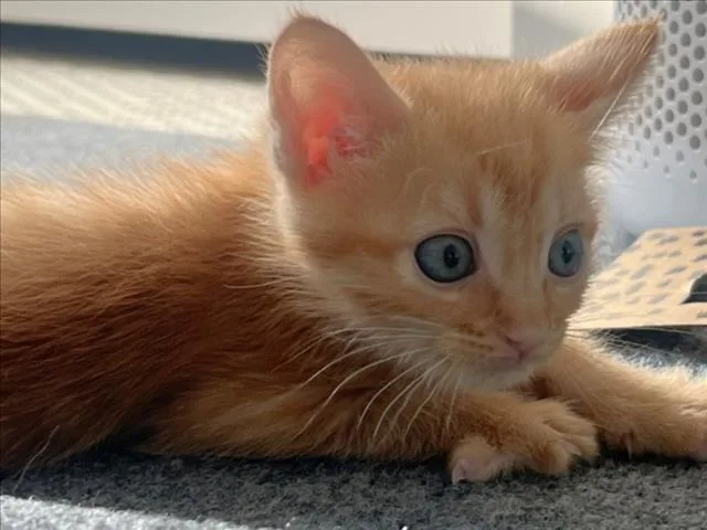 A baby small-sized male Domestic Short Hair cat named Flounder for adoption in Chapel Hill, NC