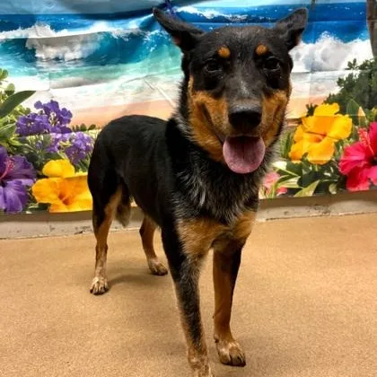 A young medium-sized male Black Australian Cattle Dog / Blue Heeler dog named Ravioli for adoption in Moyock, NC