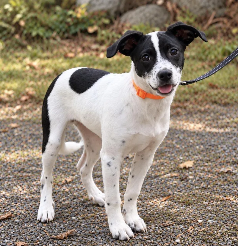 A baby small-sized male Chihuahua dog named Linus for adoption in Puyallup, WA