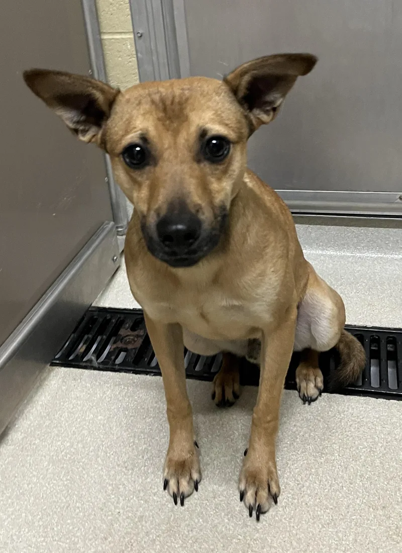 A young small-sized male Terrier dog named Nacho for adoption in Ashland, OH