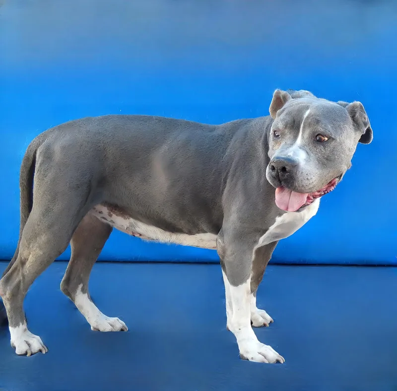 A senior medium-sized female Pit Bull Terrier dog named Ava for adoption in Pasadena, CA