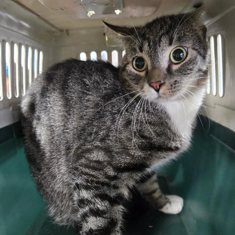A young medium-sized male Gray / Blue / Silver Domestic Short Hair cat named Weaver Career Cat for adoption in Newark, NJ